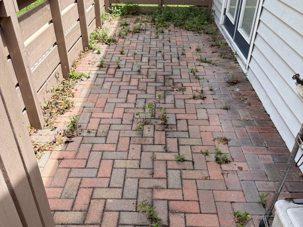 Paver walkway before cleaning